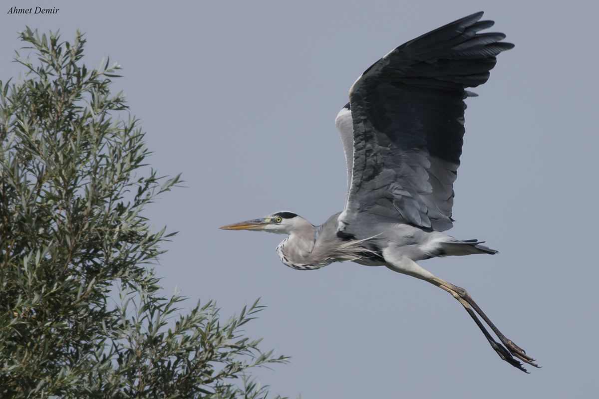 Gray Heron